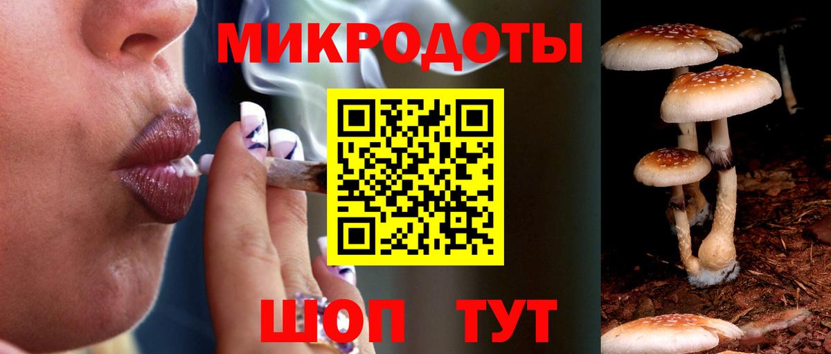Галлюциногенные грибы Psilocybe Новотроицк